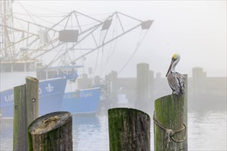 Brown Pelican (Pelecanus occidentalis) perched on a wood pile next to shrimp boats in the Biloxi