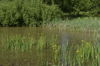 Large cow pond in Streifleswald, yellow iris, marsh iris (Iris pseudacorus), Schwaebisch Hall,