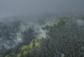 Fog, clouds, forest landscape on the Odilienberg, Alsace, France, Europe
