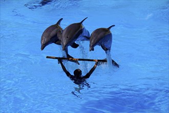 Loro Parque, Puerto de la Cruz, Santa Cruz de Tenerife, Tenerife, Canary Islands, Spain, Europe,