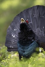 Western capercaillie (Tetrao Urogallus) mating in Pinzgau, Austria, Europe