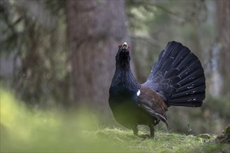 Western capercaillie (Tetrao Urogallus) mating in Pinzgau, Austria, Europe