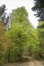 Forest path, mixed forest on Blauen mountain, Badenweiler, Black Forest, Baden-Wuerttemberg,