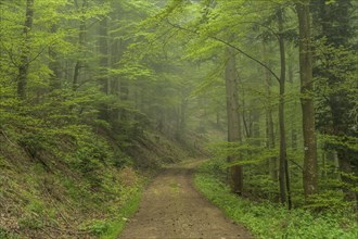 Forest path, mixed forest on Blauen mountain, Badenweiler, Black Forest, Baden-Wuerttemberg,