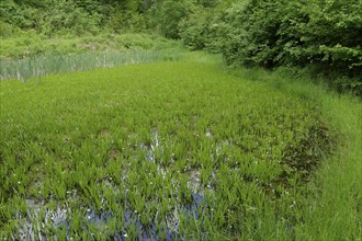 Pond with crab claw (Stratiotes aloides), frogbit plant (Hydrocharitaceae), aquatic plant, cow