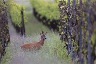 Strong abnormal roebuck in a vineyard, Wittlich, Rhineland-Palatinate, Germany, Europe