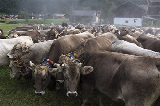 Allgaeu cows with jewellery bells gather for the cattle seperation, Hinterstein, Bad Hindelang,