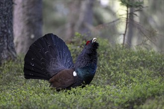 Western capercaillie (Tetrao Urogallus) mating in Pinzgau, Austria, Europe