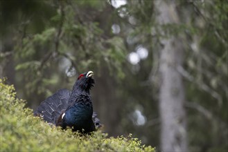 Western capercaillie (Tetrao Urogallus) mating in Pinzgau, Austria, Europe