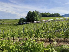Wine festival in the vineyards, Birkweiler, Southern Palatinate, Palatinate, Rhineland-Palatinate,