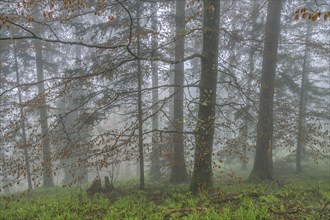 Beech forest on Blauen mountain, Badenweiler, Black Forest, Baden-Wuerttemberg, Germany, Europe