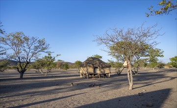 Mud house in a Hakaona village near Opuwo, Kunene, Namibia, Africa