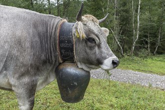 Cow wearing a decorative bell at the cattle drive, cattle seperation, gabled house, Bad Hindelang,