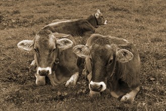 Allgaeu cows in a meadow, gabled house, Bad Hindelang, Allgaeu, Bavaria, Germany, Europe