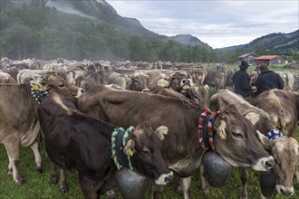 Allgaeu cows are collected in the valley for cattle seperation, Hinterstein, Bad Hindelang,
