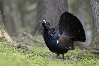 Capercaillie (Tetrao Turogallus) mating in Pinzgau, Austria, Europe