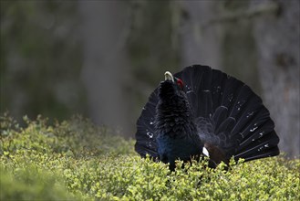 Western capercaillie (Tetrao Urogallus) mating in Pinzgau, Austria, Europe