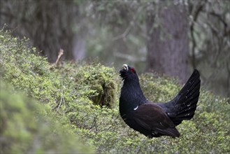 Capercaillie (Tetrao Turogallus) mating in Pinzgau, Austria, Europe