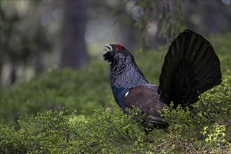 Western capercaillie (Tetrao Urogallus) mating in Pinzgau, Austria, Europe