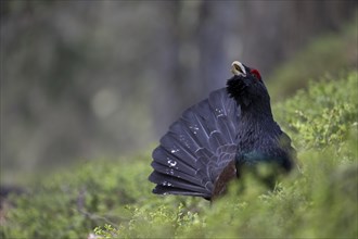 Western capercaillie (Tetrao Urogallus) mating in Pinzgau, Austria, Europe