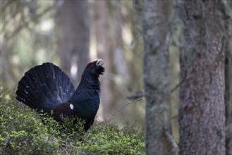 Western capercaillie (Tetrao Urogallus) mating in Pinzgau, Austria, Europe