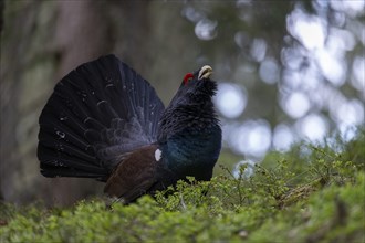 Western capercaillie (Tetrao Urogallus) mating in Pinzgau, Austria, Europe