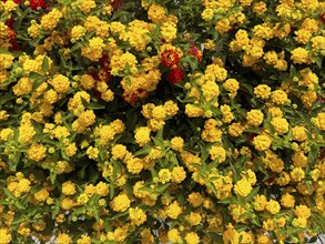 Dense shrub with yellow flowers of spanish flag (Lantana camara) from the verbena family, Crete,