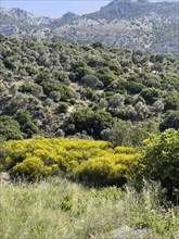Landscape with hills mountains near south of village Fourfouras with typical vegetation in the