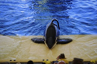 Loro Parque, Puerto de la Cruz, Santa Cruz de Tenerife, Tenerife, Canary Islands, Spain, Europe,