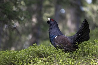 Western capercaillie (Tetrao Urogallus) mating in Pinzgau, Austria, Europe