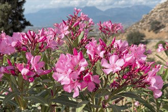 Close-up of flowers of pink oleander (Nerium oleander), Crete, Greece, Europe