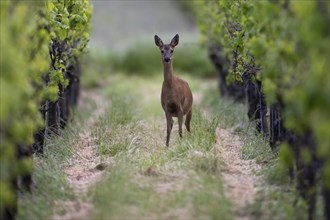 Deer in the vineyard, Wittlich, Rhineland-Palatinate, Germany, Europe