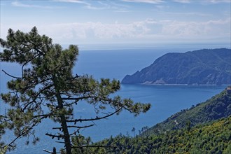 A pine tree on a slope above a coastal section of the Cinque Terre near Corniglia, Liguria,