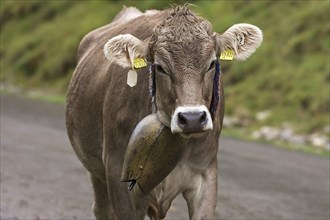 Allgaeu cow with jewellery bell at the cattle drive, cattle seperation, Bad Hindelang, Allgaeu,