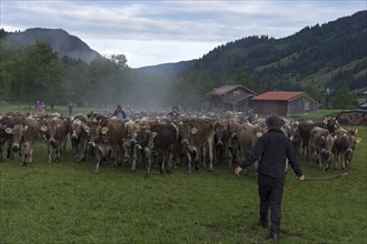 Allgaeu cows are collected in the valley for cattle seperation, Hinterstein, Bad Hindelang,