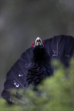 Western capercaillie (Tetrao Urogallus) mating in Pinzgau, Austria, Europe