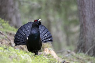 Capercaillie (Tetrao Turogallus) mating in Pinzgau, Austria, Europe