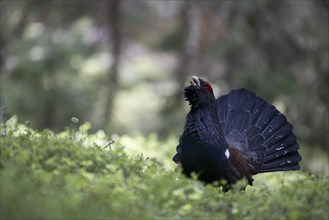 Western capercaillie (Tetrao Urogallus) mating in Pinzgau, Austria, Europe