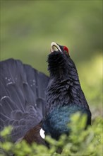 Western capercaillie (Tetrao Urogallus) mating in Pinzgau, Austria, Europe