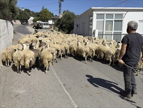 Flock of sheep running sheep running in front of shepherd blocking road blocked blocked small