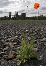 Poppy blossom on the bleak Hympendahl slag heap with the disused Phoenix-West blast furnace works,