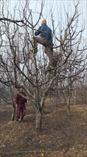 Two men climbing and working in a bare, winter orchard, harvesting fruit, Jammu and Kashmir, India,