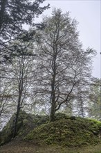 Beech tree on the Rossfelsen, fog, forest on the Blauen mountain, Badenweiler, Black Forest,