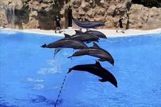 Loro Parque, Puerto de la Cruz, Santa Cruz de Tenerife, Tenerife, Canary Islands, Spain, Europe,