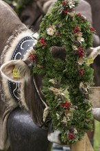 Decorated cow for the cattle seperation, cattle drive, Bad Hindelang, Allgaeu, Bavaria, Germany,