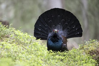 Western capercaillie (Tetrao Urogallus) mating in Pinzgau, Austria, Europe