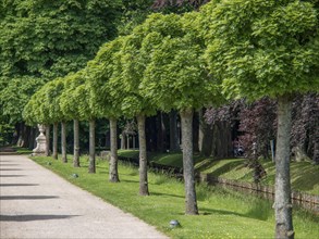 Symmetrical row of manicured trees along a quiet, cobbled path, old red brick castle with towers