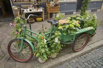 Tricycle, Flowers, Nature, Plants, Gerberau, Old Town, Freiburg im Breisgau, Baden-Wuerttemberg,