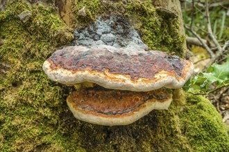 Tree fungus, Black Forest, Baden-Wuerttemberg, Germany, Europe