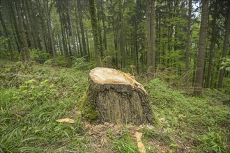 Felled tree, stump, forest on Blauen mountain, Badenweiler, Black Forest, Baden-Wuerttemberg,